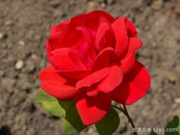 法国小姐月季/漂亮女孩Miss France