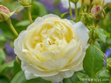 凡妮莎贝尔月季Vanessa Bell