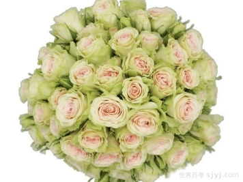 斐波那契延陀罗月季/斐波那契扬特拉Fibonacci Yantra