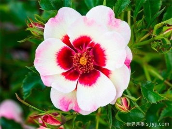 粉彩巴比伦眼睛月季/粉彩月季Pastel Babylon Eyes