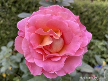 粉红天堂月季Pink Paradise