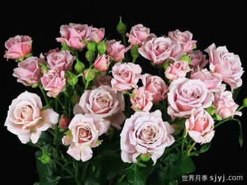 粉红香精月季Pink Essence