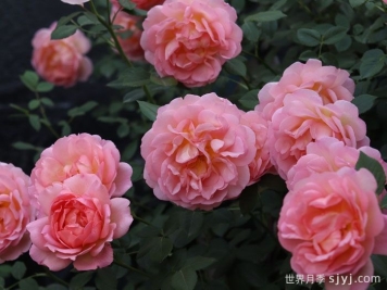 粉姬月季/粉公主月季Pink of Princess