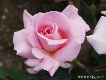 粉色香水月季/粉红香水Pink Perfume