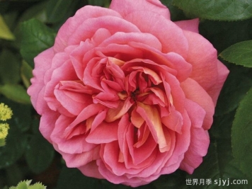 奋勇号月季The Endeavour