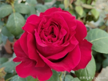 风中的玫瑰月季/四风之花月季La Rose des 4 vents