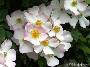 弗朗西斯莱斯特月季Francis E. Lester