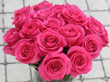 弗洛伊德月季/粉色梦境Pink Floyd