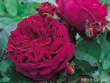 福斯塔夫月季Falstaff