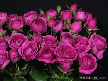 紫色铃鼓月季/紫铃鼓/紫色手鼓Purple Tambourine