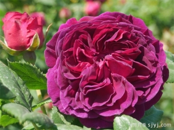 紫色小屋月季/紫屋/壁龙宫Palais Biron