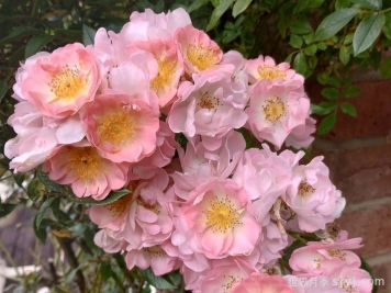 自由飞翔月季/珊瑚海月季/张开双臂Open Arms