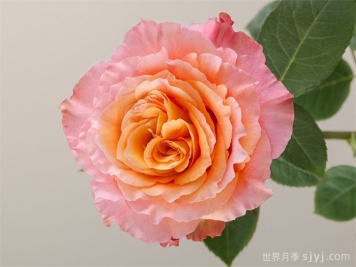 自由精灵月季/火灵鸟/自由主义Free Spirit