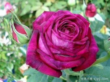 歌德之花月季/歌德玫瑰/纯粹诗歌Johann Wolfgang von Goethe