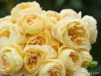 歌笛月季，一个被世界月季委员会主席选择的月季品种