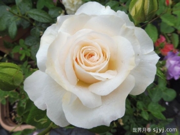 歌剧皇后月季介绍及优缺点