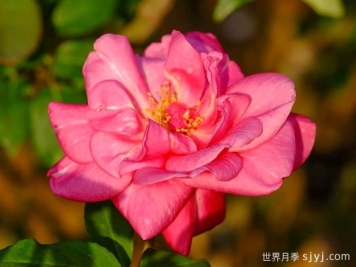 贡提尔爸爸月季/贡提叶爸爸Papa Gontier