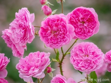 哈洛卡尔月季/哈罗卡尔Harlow Carr