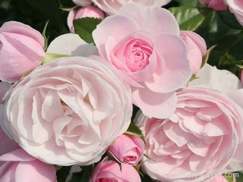 汉斯戈纳文月季Hans Gonewein