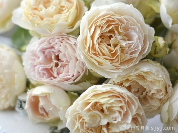 安妮月季/河本安妮Anne