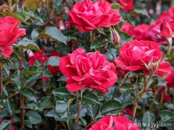 红宝石红月季/夏季桑格利亚Ruby Red