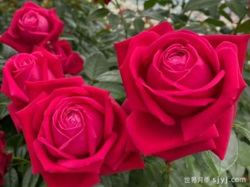 红宝石之吻月季/吸血鬼之吻Ruby Kiss