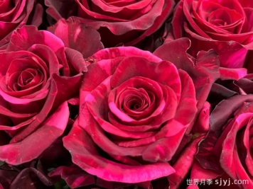 红色豹子月季/红豹子Red Panther