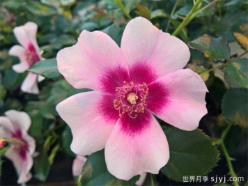 喝彩巴比伦眼睛月季/布拉沃巴比伦眼睛Bravo Babylon Eyes