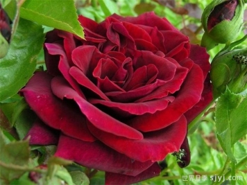 黑夫人月季Black Lady