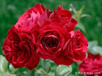 红色玫兰之爱月季/红色蒙娜丽莎/红爱玫Red Meilove