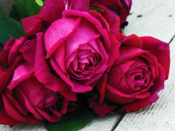 红钻石月季Red Diamond