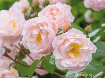 湖中仙女月季/莱克夫人月季/湖中女郎The Lady of the Lake