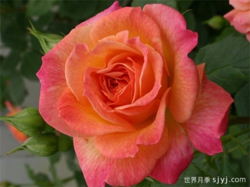 花园乐趣月季/花园喜悦Garden Delight