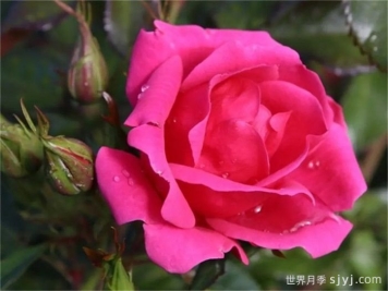 花园朋友月季/花园之友/彩色火烈鸟Gartenfreund