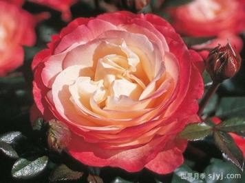 怀旧乡愁月季/思乡月季Nostalgie