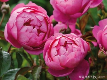 皇家庆典月季/皇家禧年/王室庆典Royal Jubilee