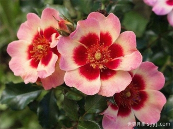 皇后巴比伦眼睛月季/女王巴比伦眼睛Queen Babylon Eyes