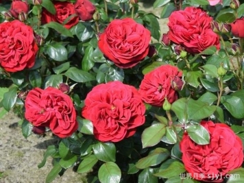 假日岛马略卡月季Holiday Island Mallorca