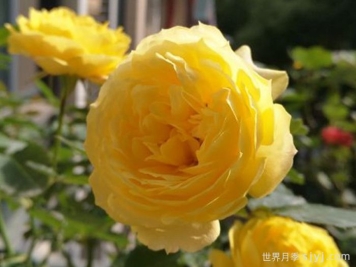 金星王阳台月季Venus King Terrazza