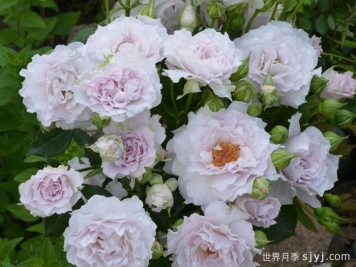 可爱精灵月季/小乖乖月季Cest Mignon