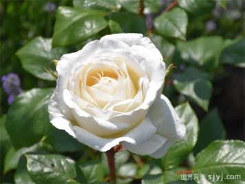 克劳斯达尔比月季/宁静Claus Dalby