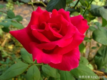 肯塔基达比月季/肯德基达比Kentucky Derby