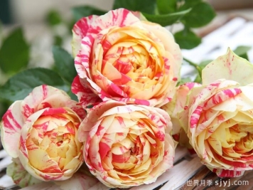 狂欢派对月季/毛茛之舞月季Party Ranucula