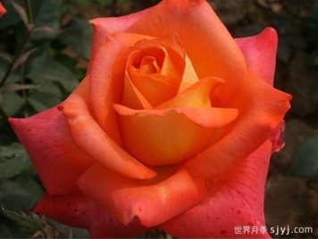 坤特利月季Guitare