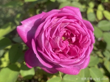 拉菲女王月季/女王长青La Reine