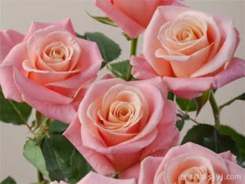 猪猪小姐月季/猪猪女孩Miss Piggy