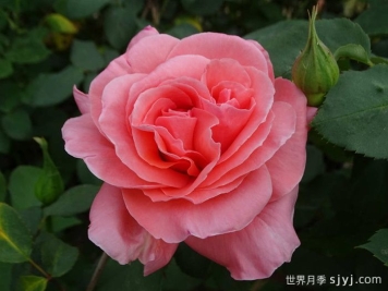 祝福月季Blessing