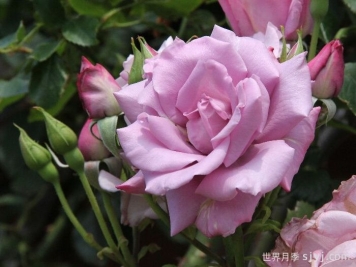 紫罗兰夫人月季Madame Violet