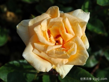 希灵顿夫人月季Lady Hillingdon