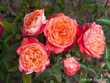 嬉皮士时尚月季Hippie Fashion